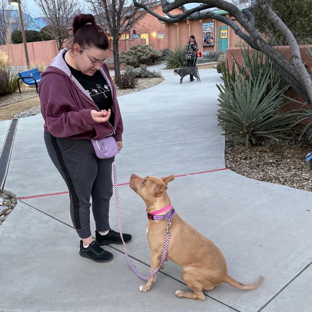 Brandy, Adoptable, Adult Female Pit Bull Terrier.
