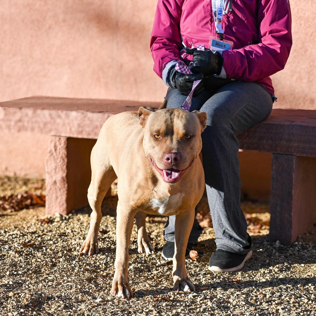 Enlarge Brandy, a Adoptable Pit Bull Terrier in Albuquerque, NM image 1/3