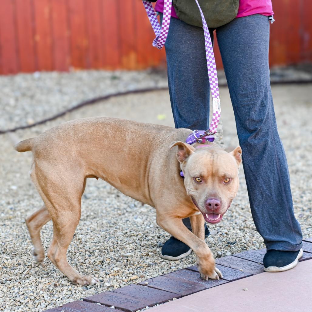 Enlarge Brandy, a Adoptable Pit Bull Terrier in Albuquerque, NM image 2/3