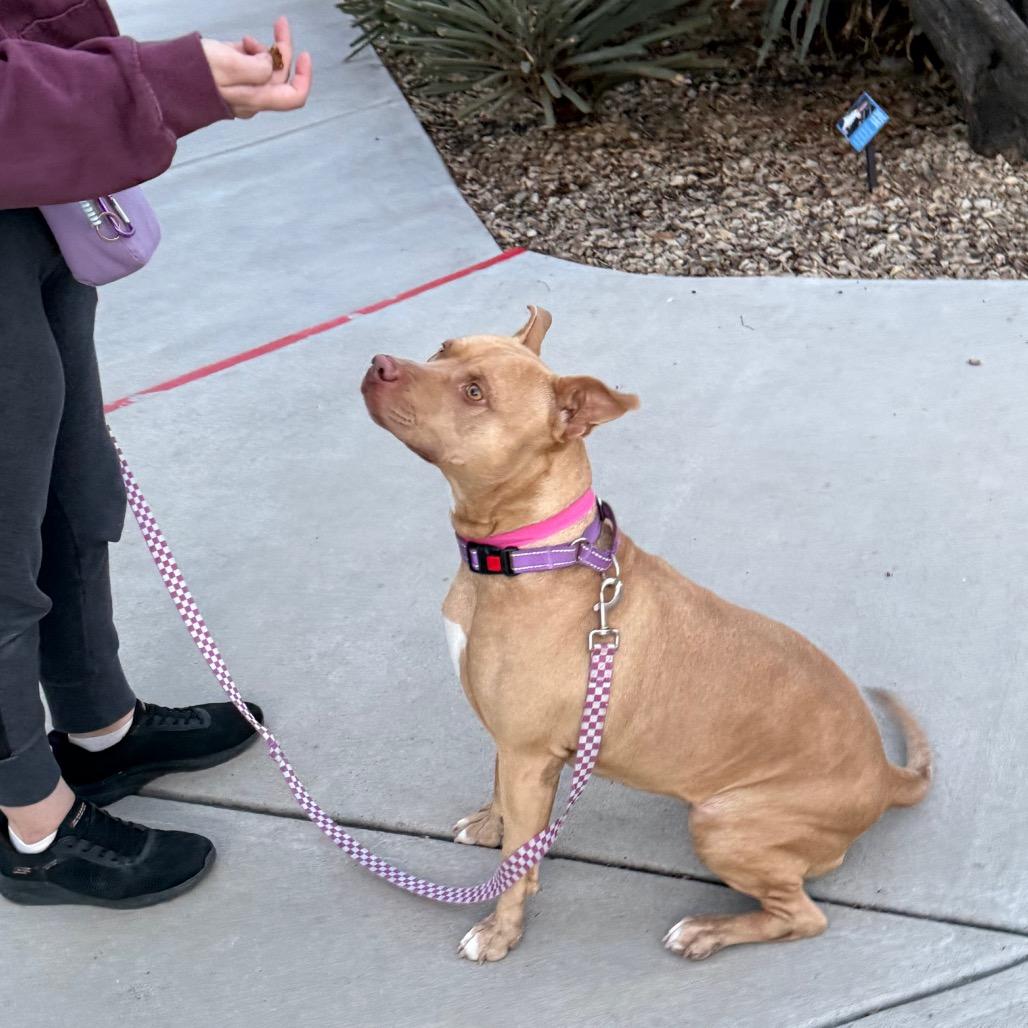 Brandy, a Adoptable Pit Bull Terrier in Albuquerque, NM image 4/6