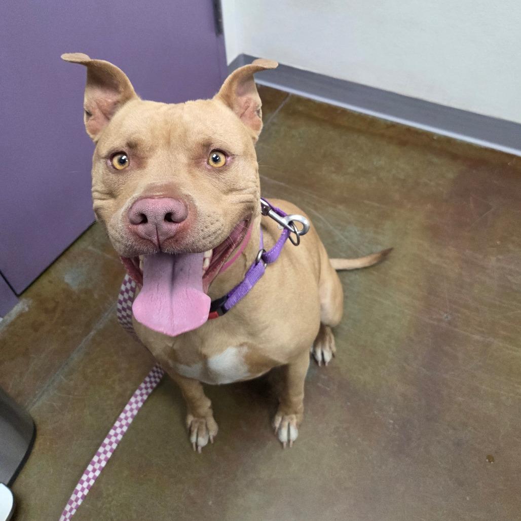 Enlarge Brandy, a Adoptable Pit Bull Terrier in Albuquerque, NM image 3/3