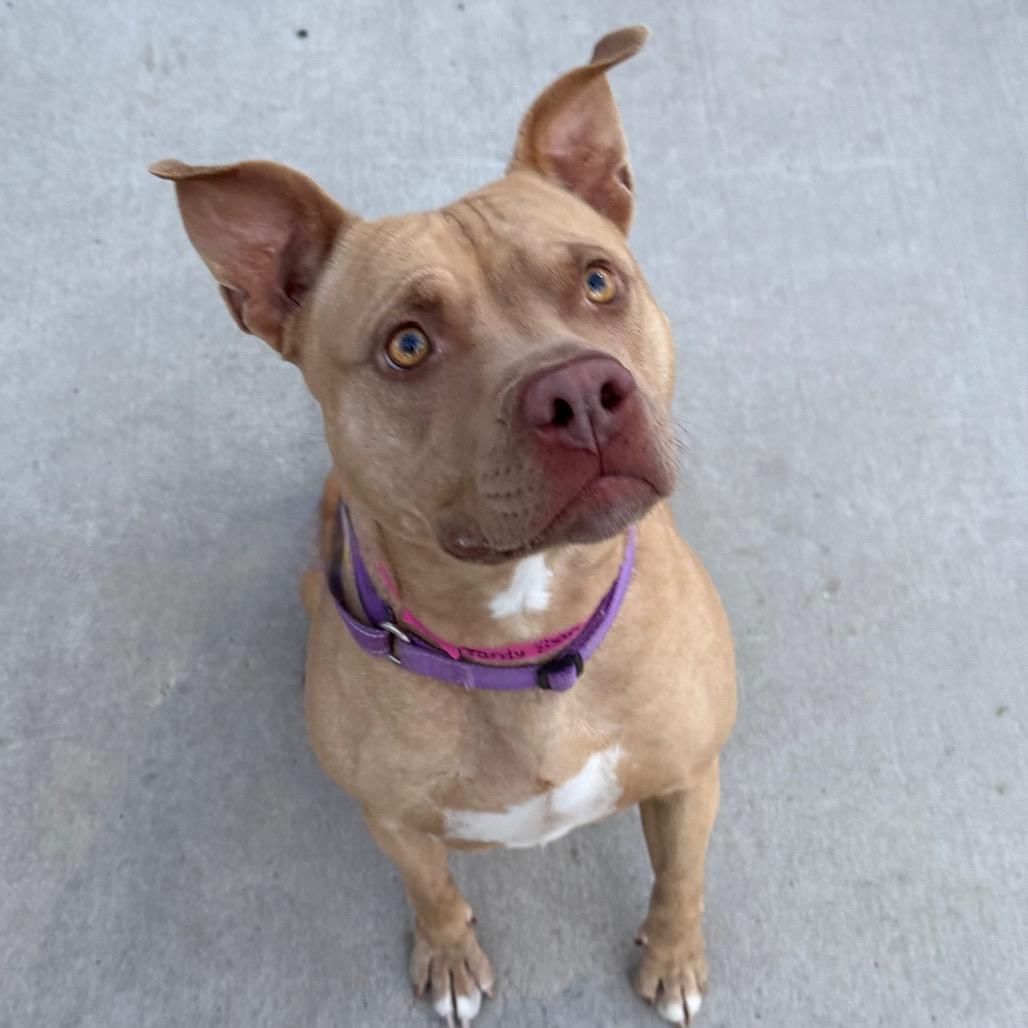 Brandy, a Adoptable Pit Bull Terrier in Albuquerque, NM image 6/6