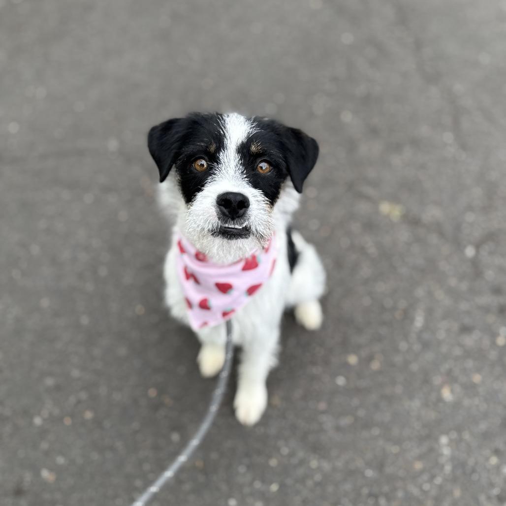 Prissy, a Adoptable mixed breed in Newberg, OR image 1/6