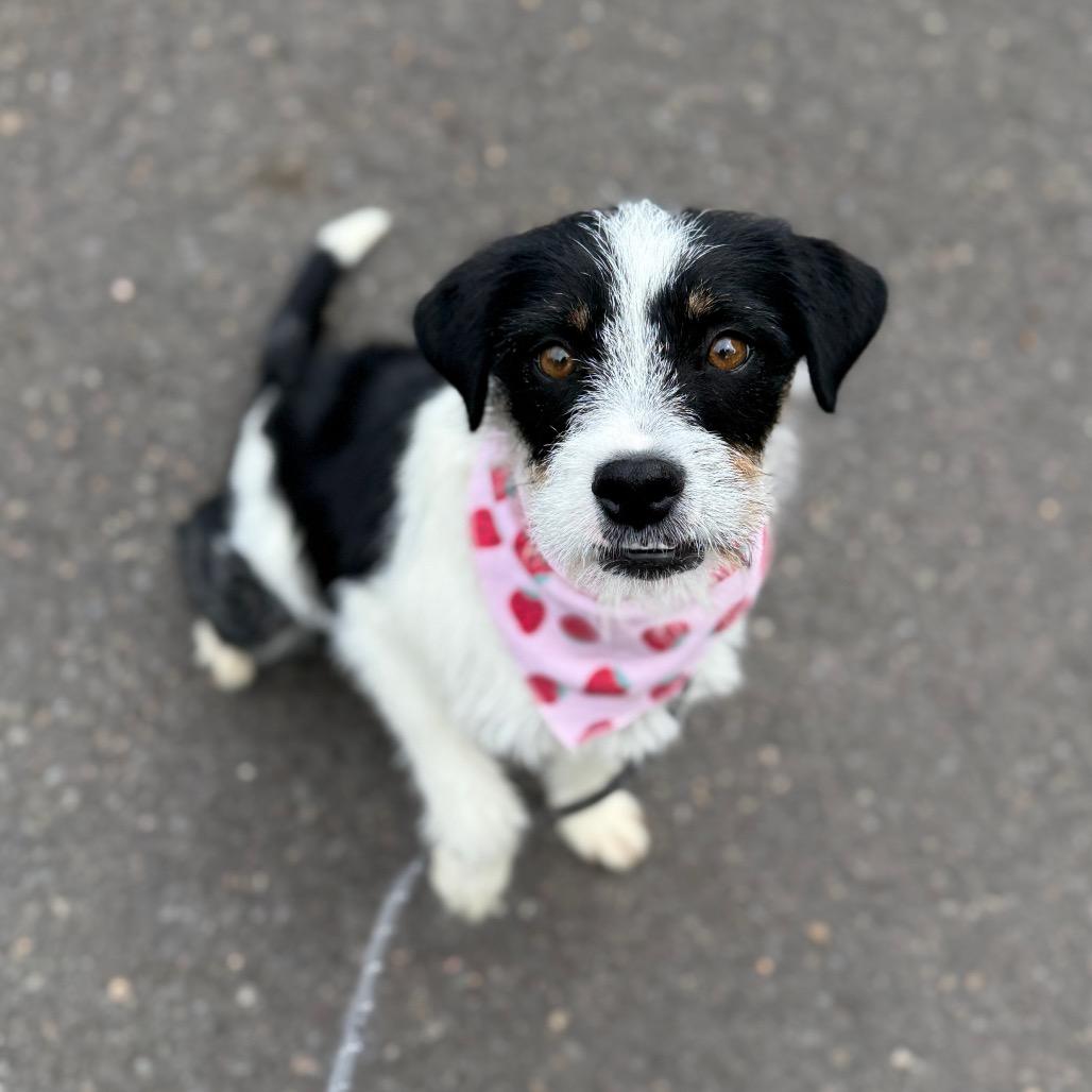 Prissy, a Adoptable mixed breed in Newberg, OR image 3/6