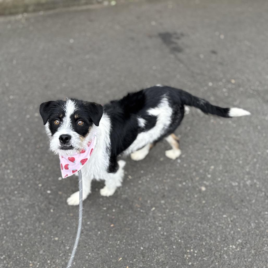 Prissy, a Adoptable mixed breed in Newberg, OR image 5/6