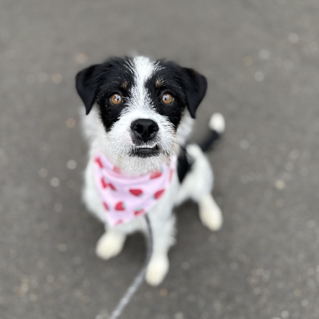 Prissy, a Adoptable mixed breed in Newberg, OR image 6/6