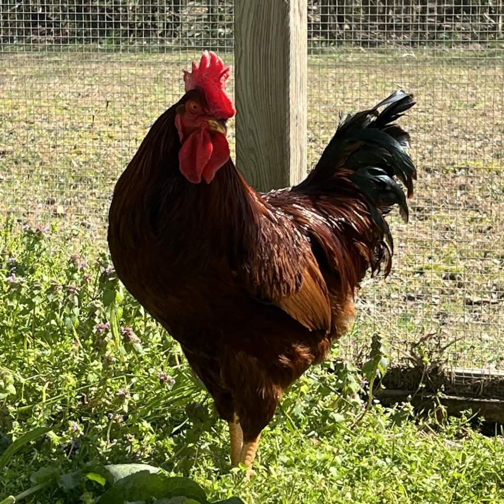 Sir Clucks-a-Lot, Adoptable, Young Male Chicken.
