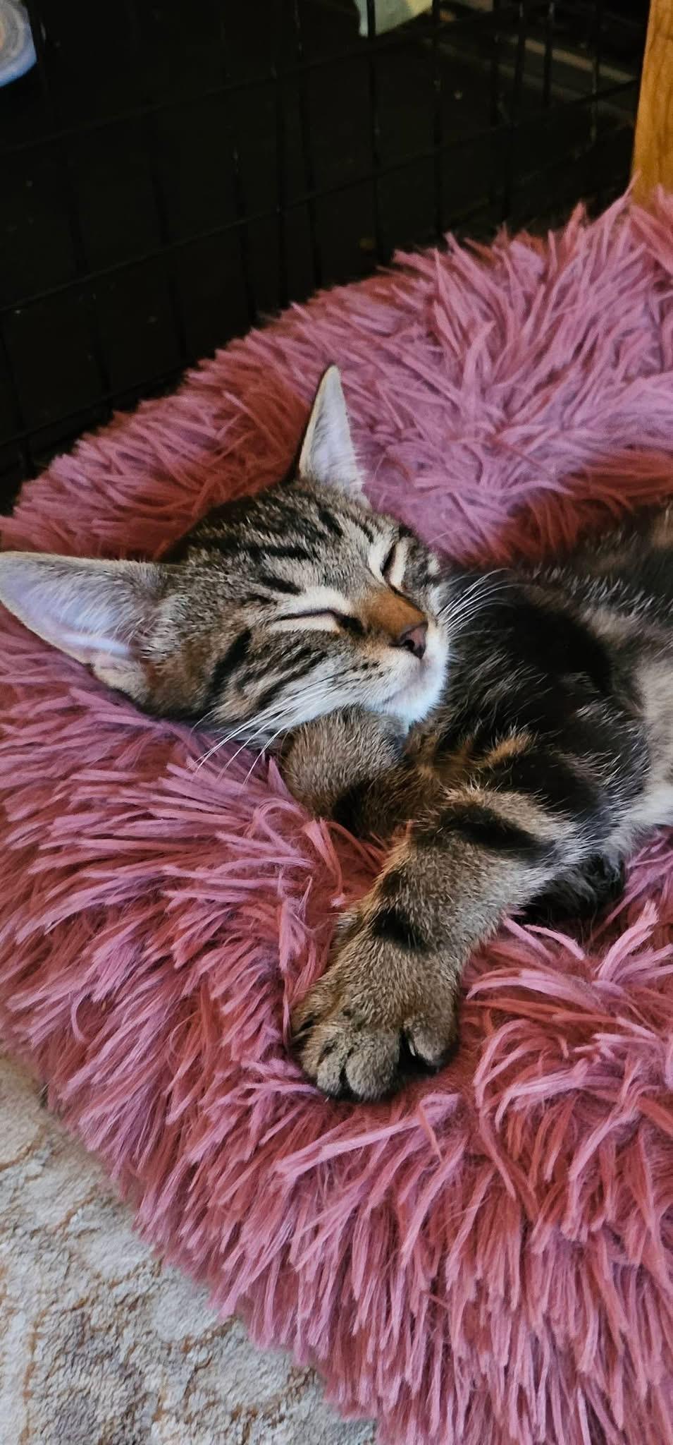 Enlarge Skylar & Sherlock, an adopted Domestic Short Hair in Acushnet, MA image 1/6