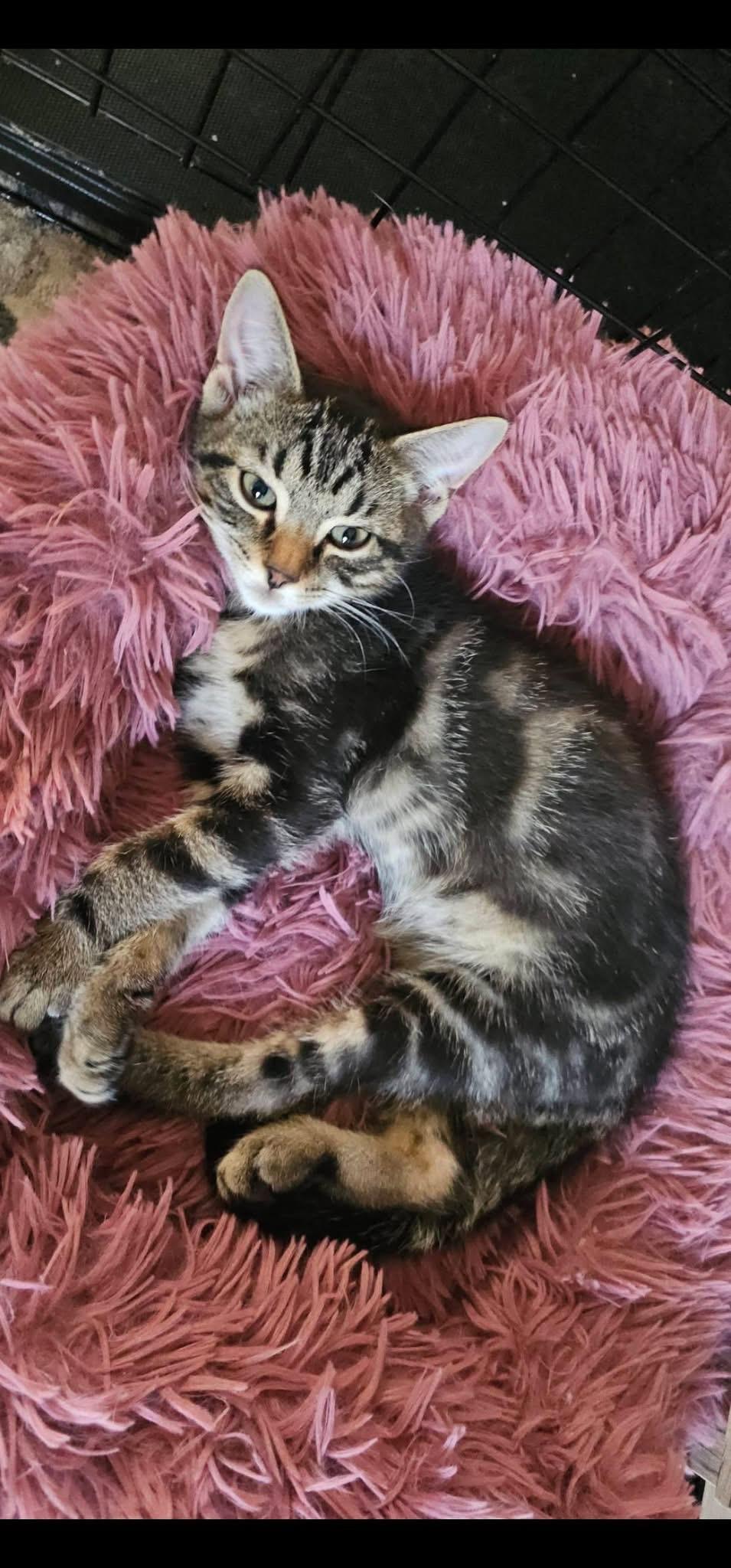 Enlarge Skylar & Sherlock, an adopted Domestic Short Hair in Acushnet, MA image 3/6