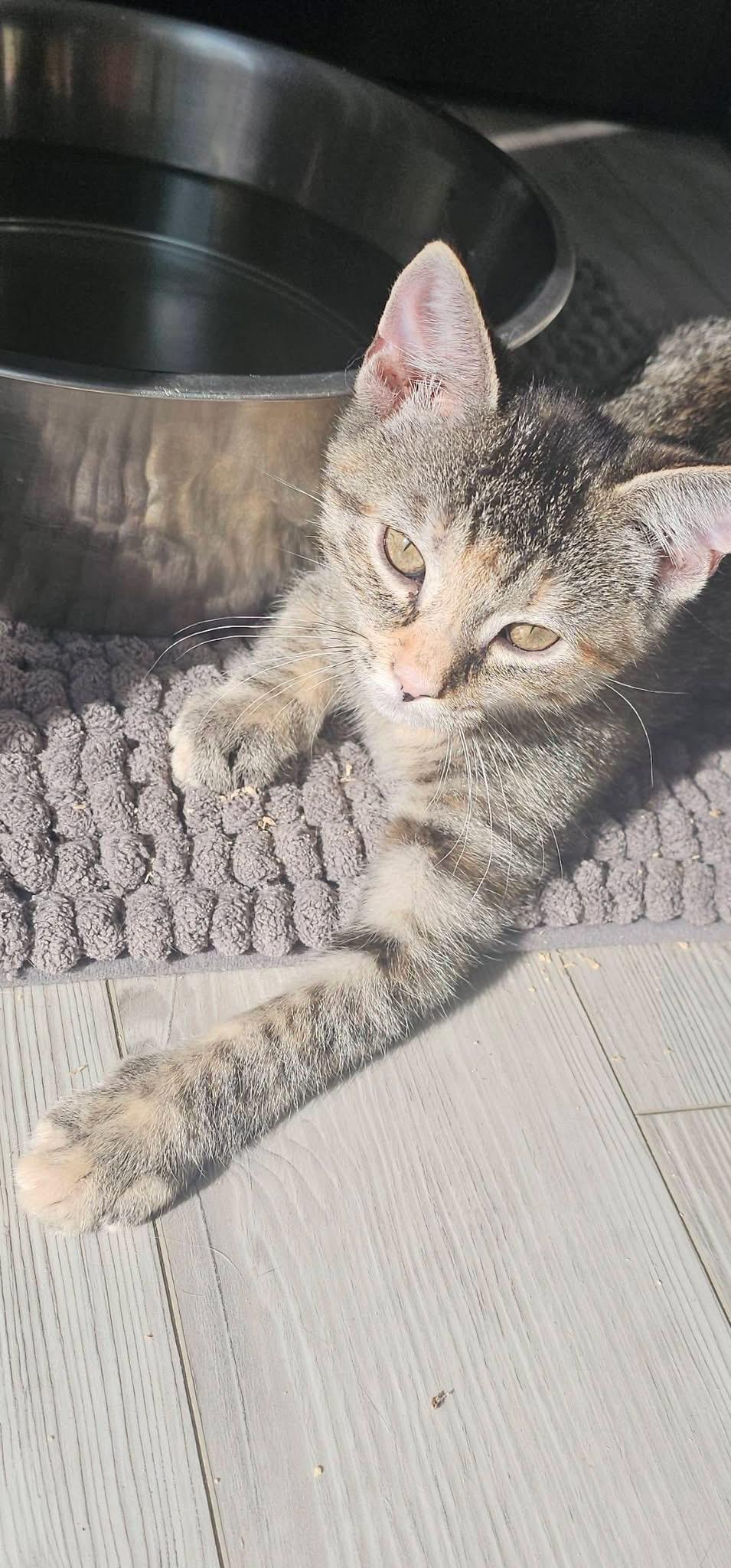 Enlarge Skylar & Sherlock, an adopted Domestic Short Hair in Acushnet, MA image 4/6