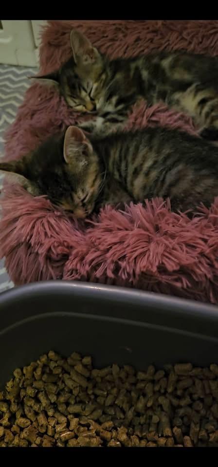 Enlarge Skylar & Sherlock, an adopted Domestic Short Hair in Acushnet, MA image 5/6