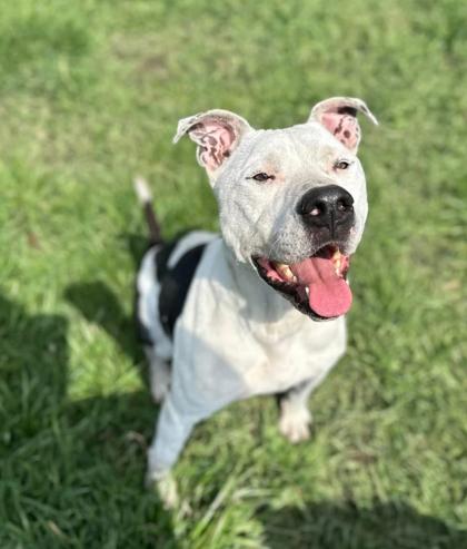 Beefy, Adoptable, Adult Male Mixed Breed & Mixed Breed.