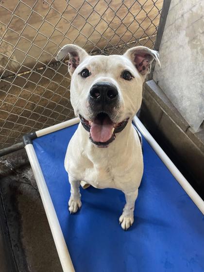 Beefy, Adoptable, Adult Male Mixed Breed & Mixed Breed.