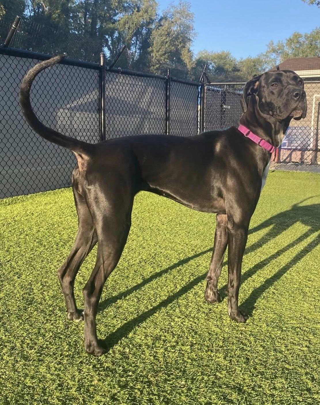 Enlarge Mavis, a Adoptable mixed breed in Westville, IN image 1/1