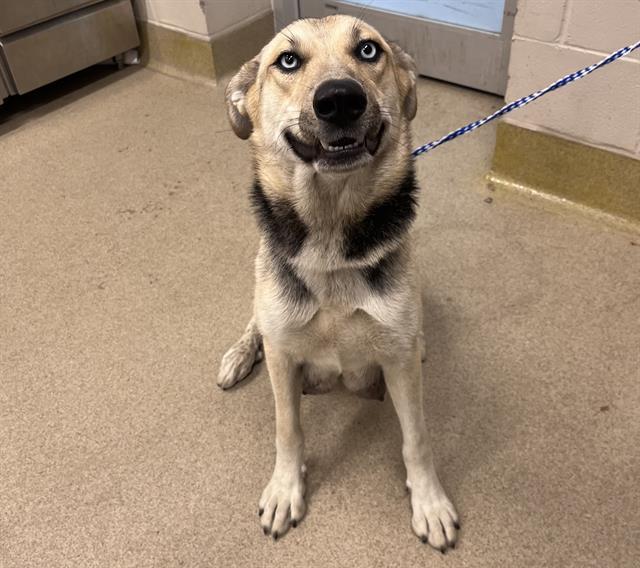 KATNISS, Adoptable, Young Female German Shepherd Dog & Siberian Husky.