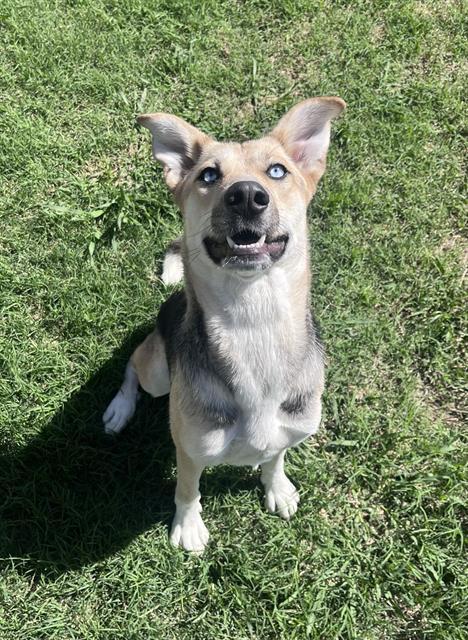 KATNISS, Adoptable, Young Female German Shepherd Dog & Siberian Husky.