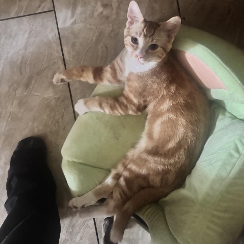 Obi, Adoptable, Young Male Domestic Short Hair.