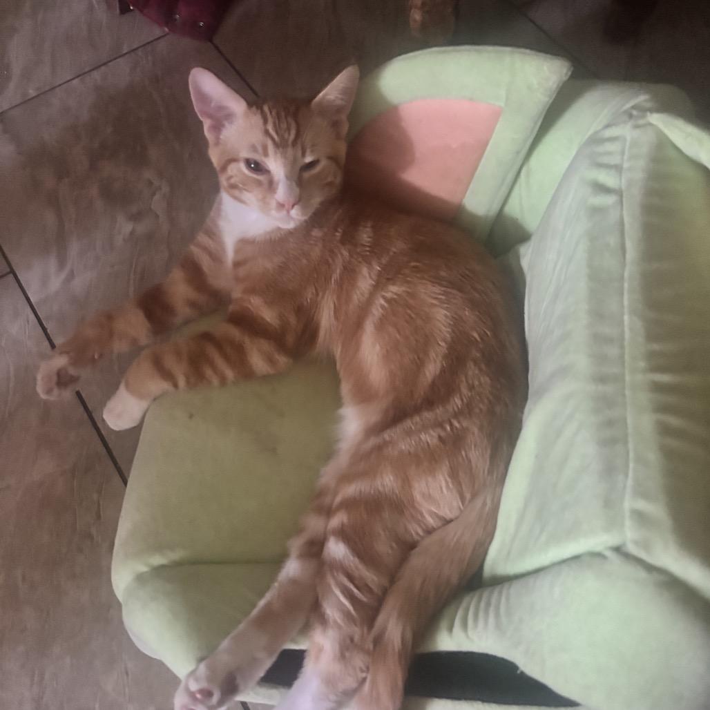 Enlarge Obi, a Adoptable Domestic Short Hair in Calimesa, CA image 2/3