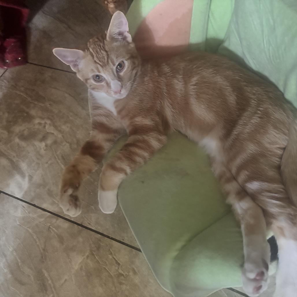 Enlarge Obi, a Adoptable Domestic Short Hair in Calimesa, CA image 3/3