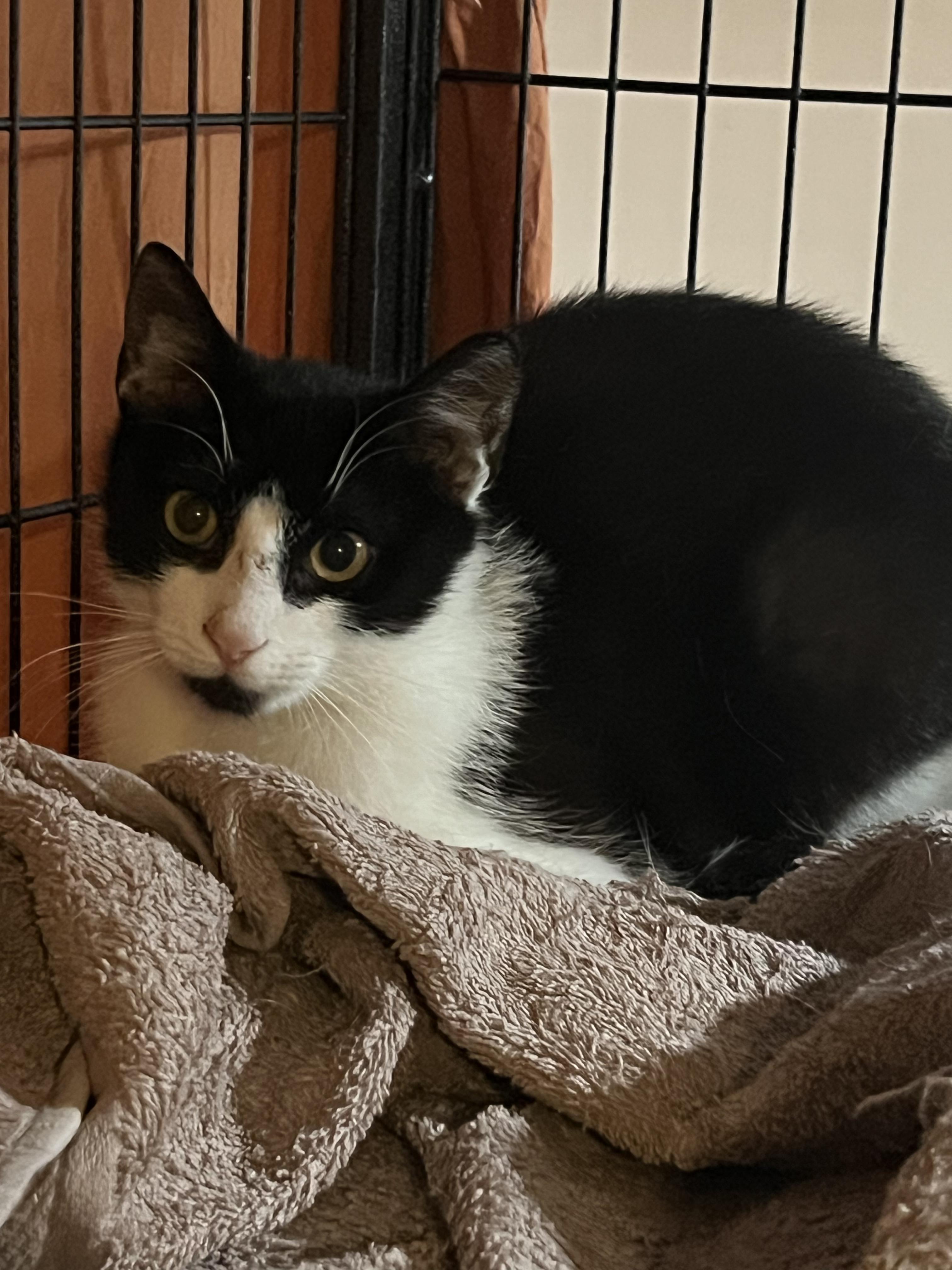 Nicholas, Adoptable, Young Male American Shorthair.