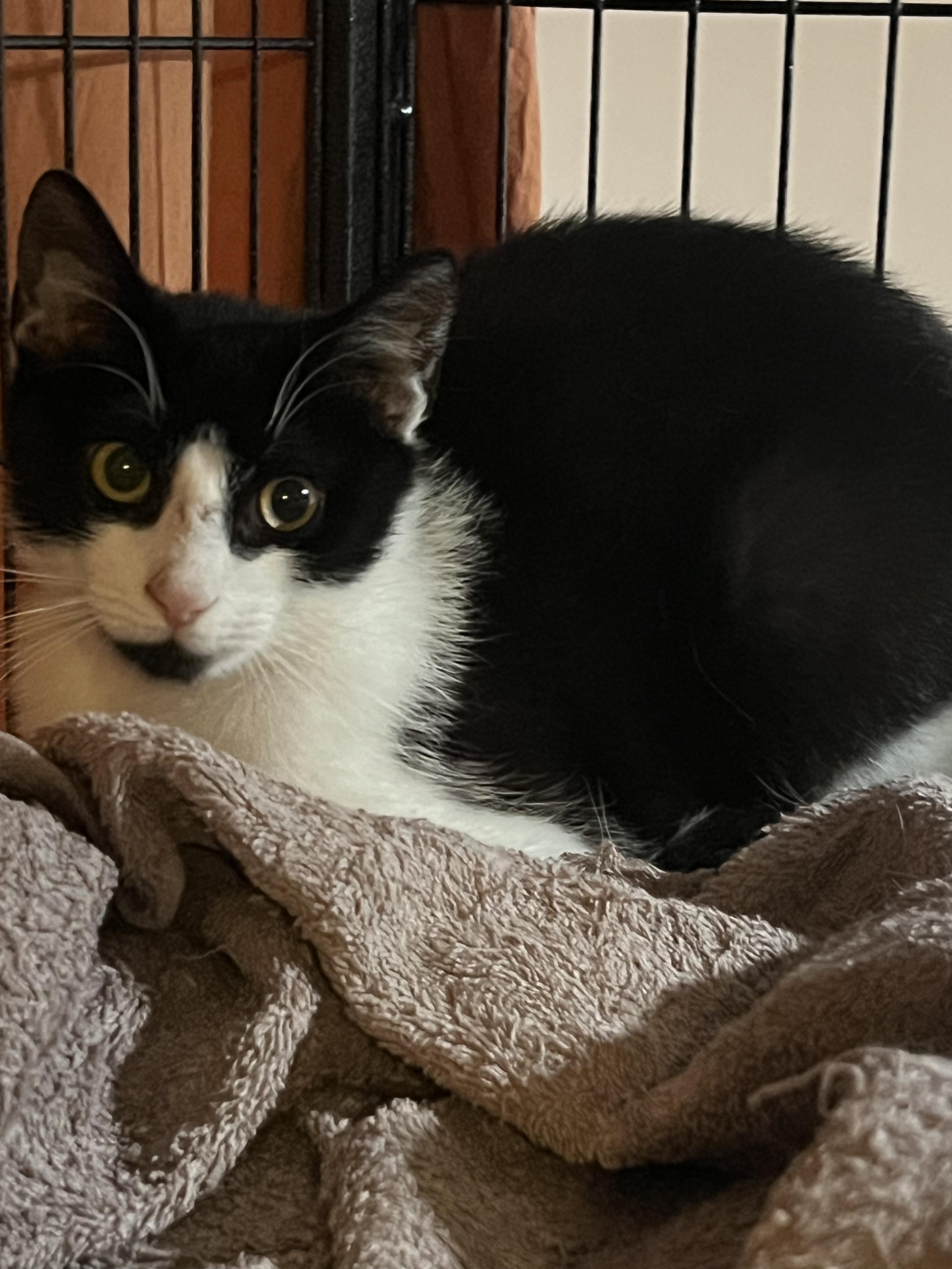 Enlarge Nicholas, a Adoptable American Shorthair in Columbia, MD image 2/2