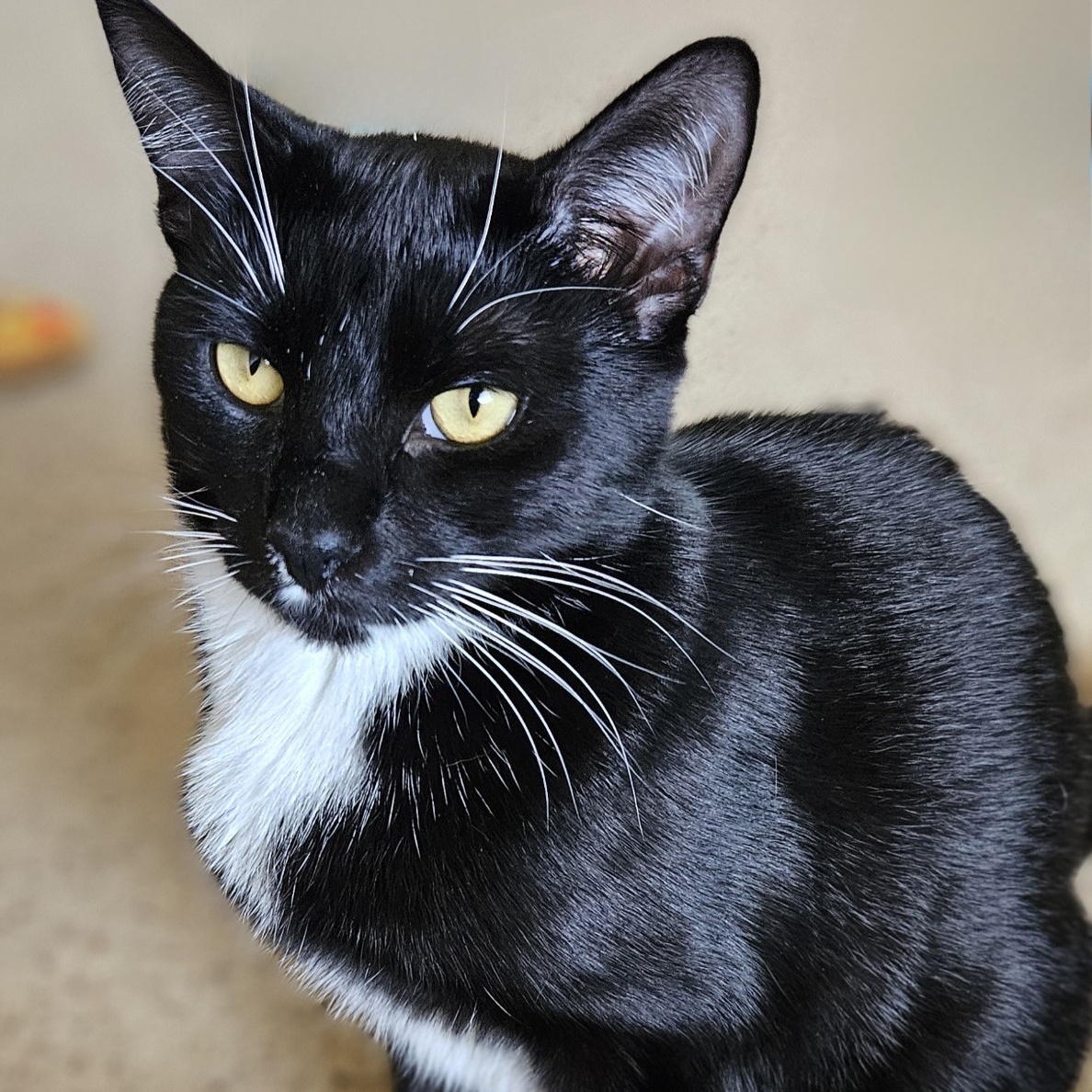 Diva, Young Female Domestic Short Hair