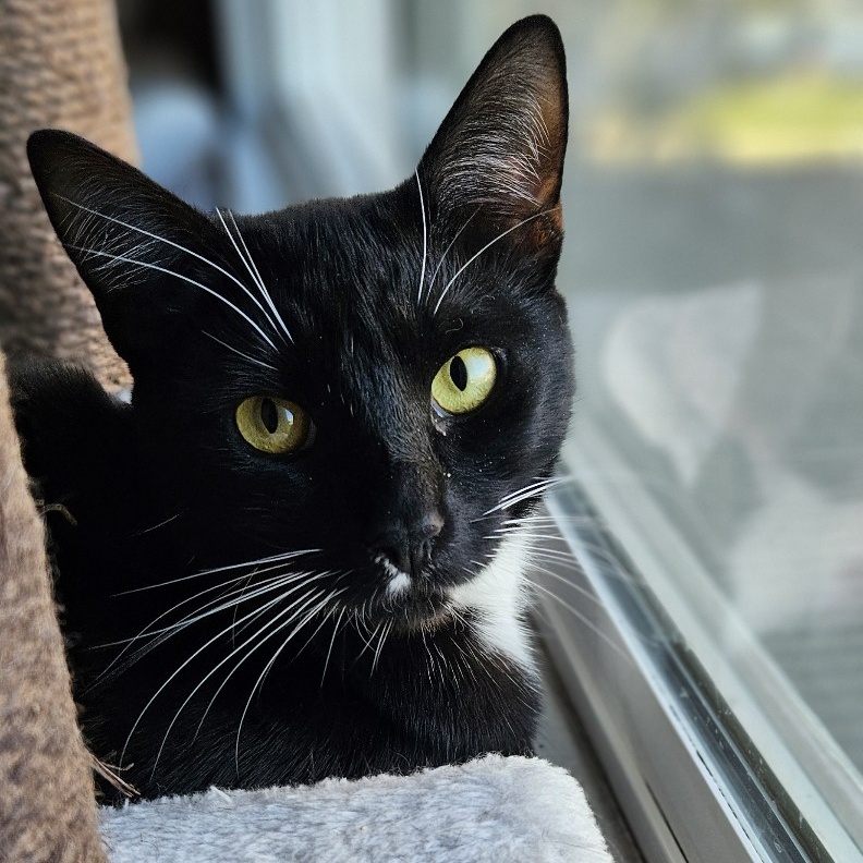 Diva, a Adoptable Domestic Short Hair in Santa Ana, CA image 3/4