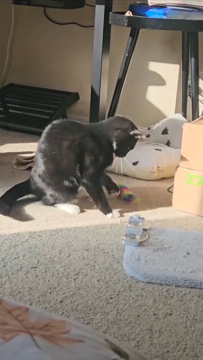 Enlarge Diva, a Adoptable Domestic Short Hair in Santa Ana, CA video 4/4