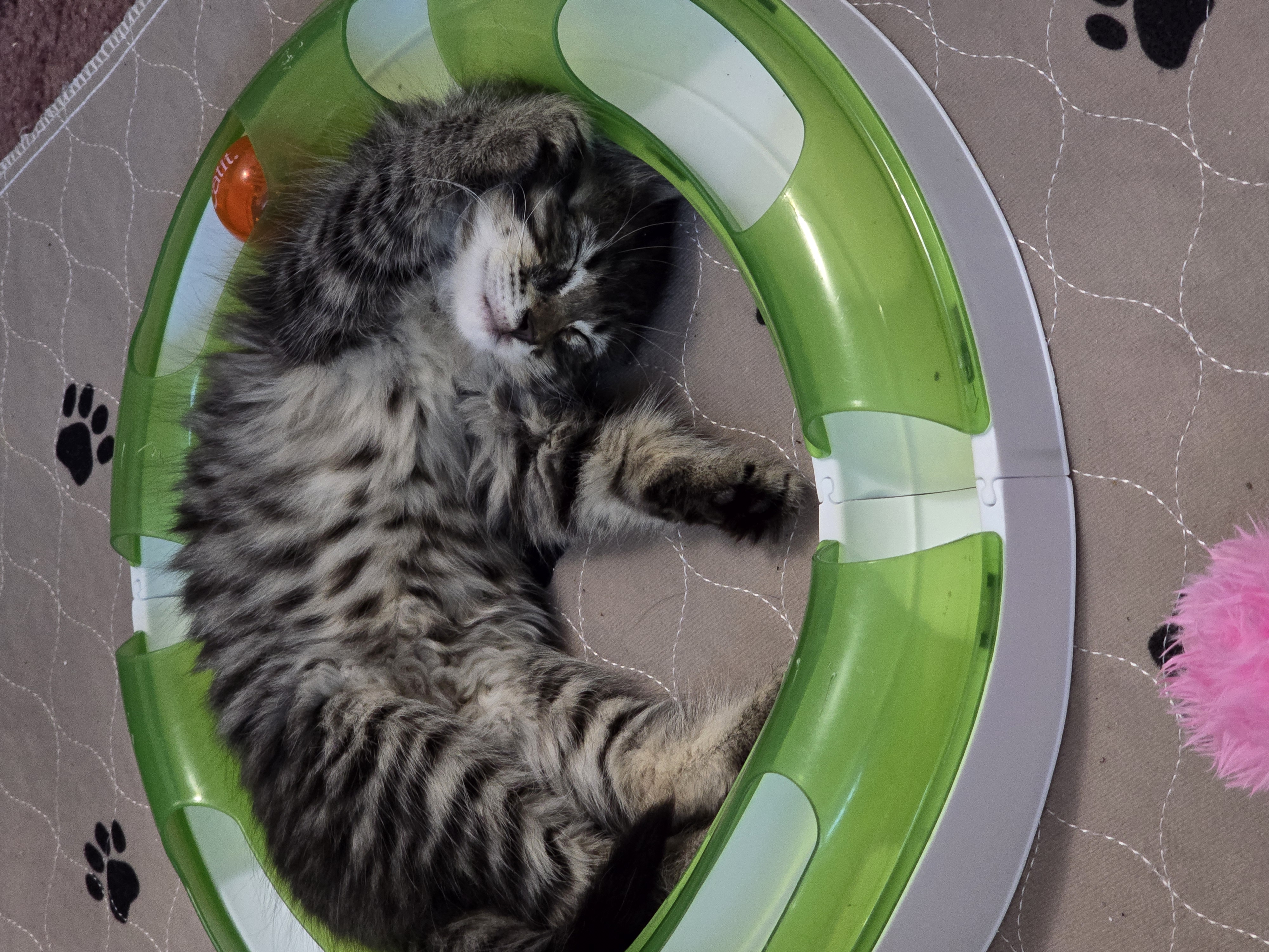 Enlarge Popcorn, a Adopted Domestic Medium Hair in Arlington, WA image 2/6