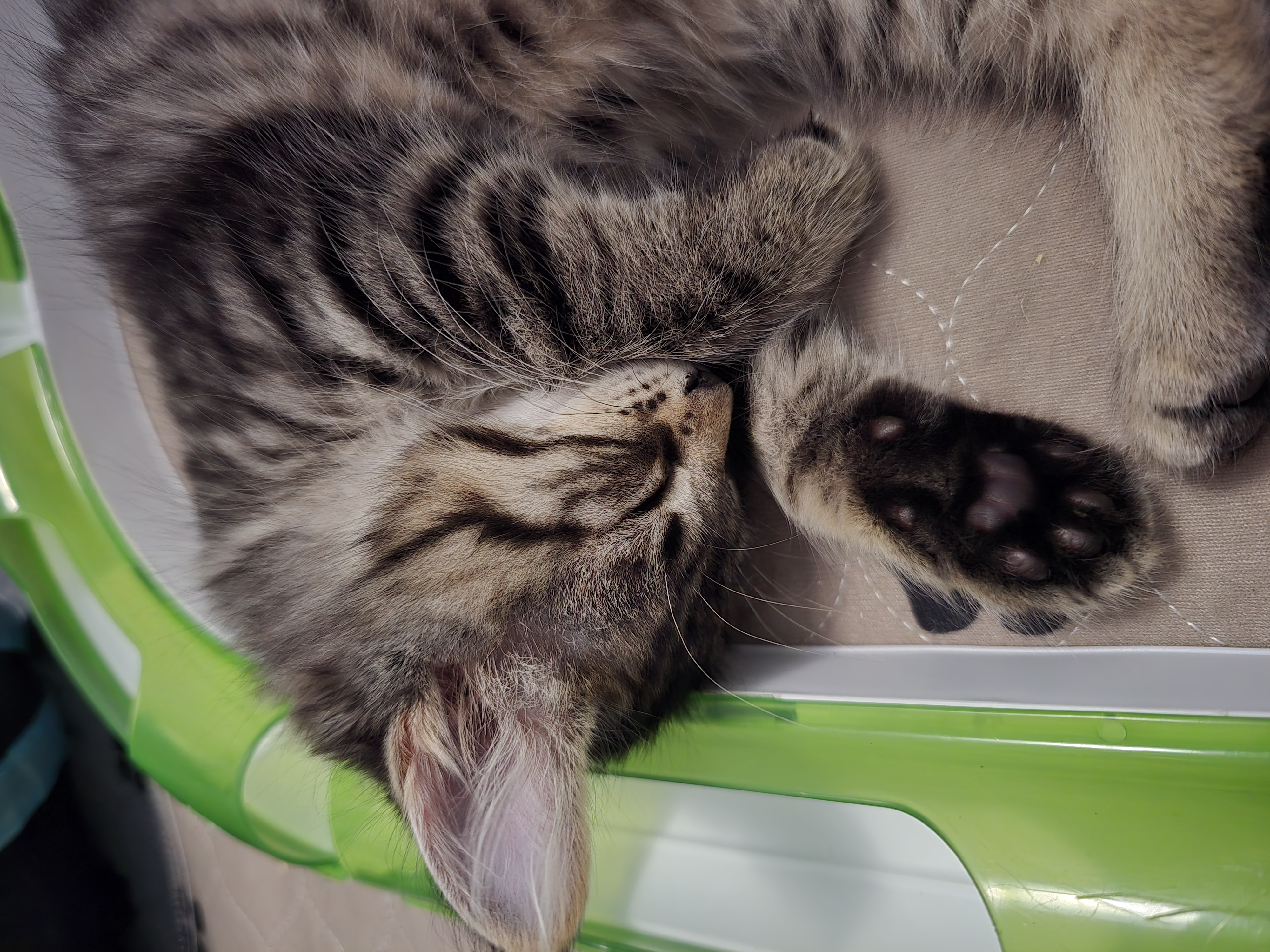 Enlarge Popcorn, a Adopted Domestic Medium Hair in Arlington, WA image 6/6