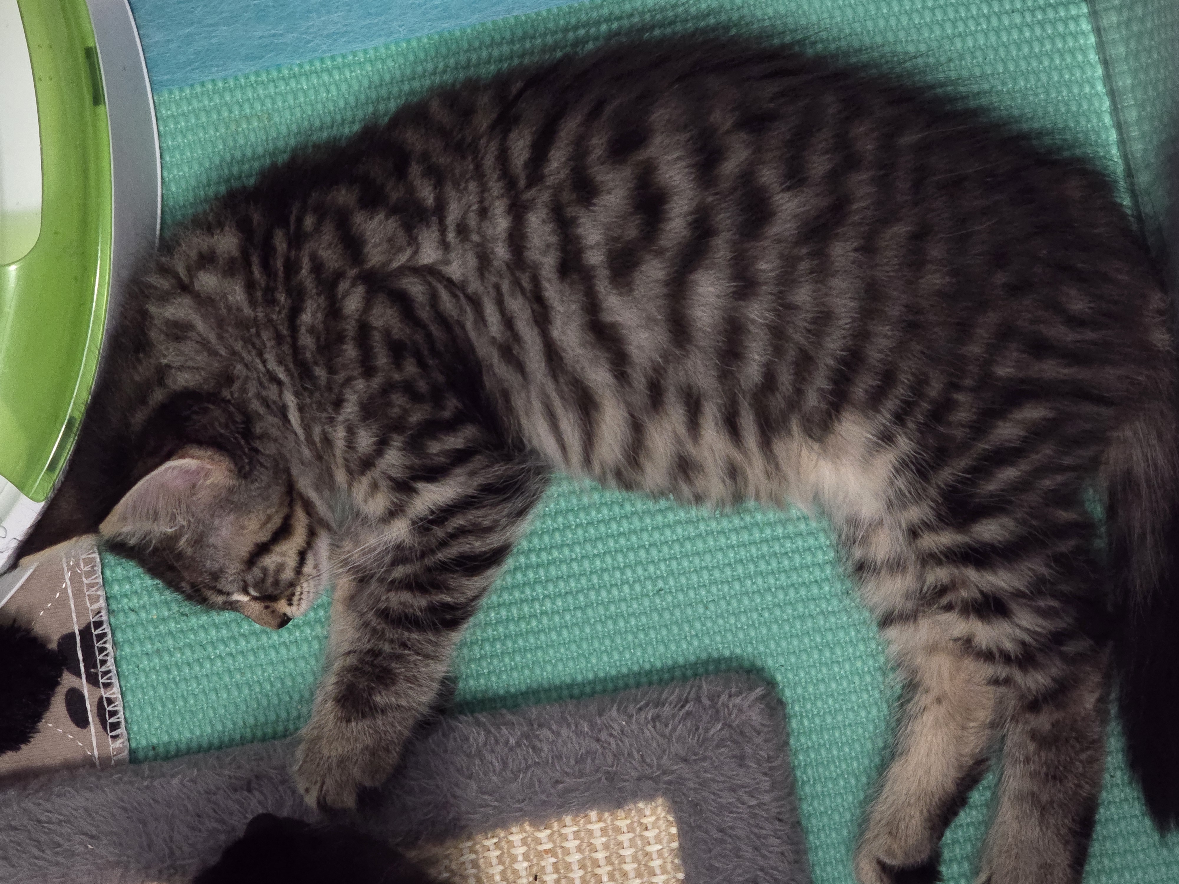 Enlarge Popcorn, a Adopted Domestic Medium Hair in Arlington, WA image 3/6