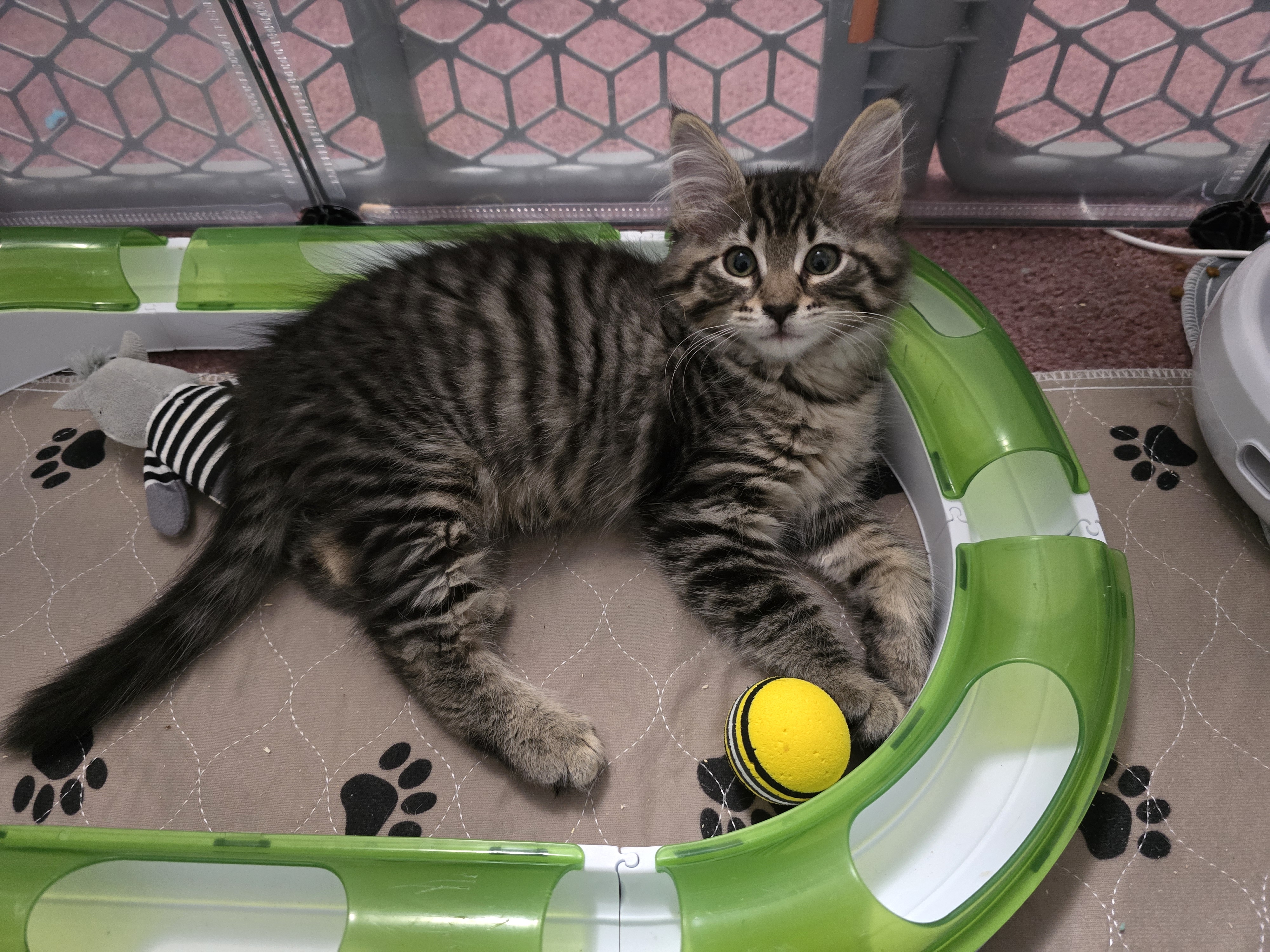 Popcorn, Adopted, Kitten Female Domestic Medium Hair.