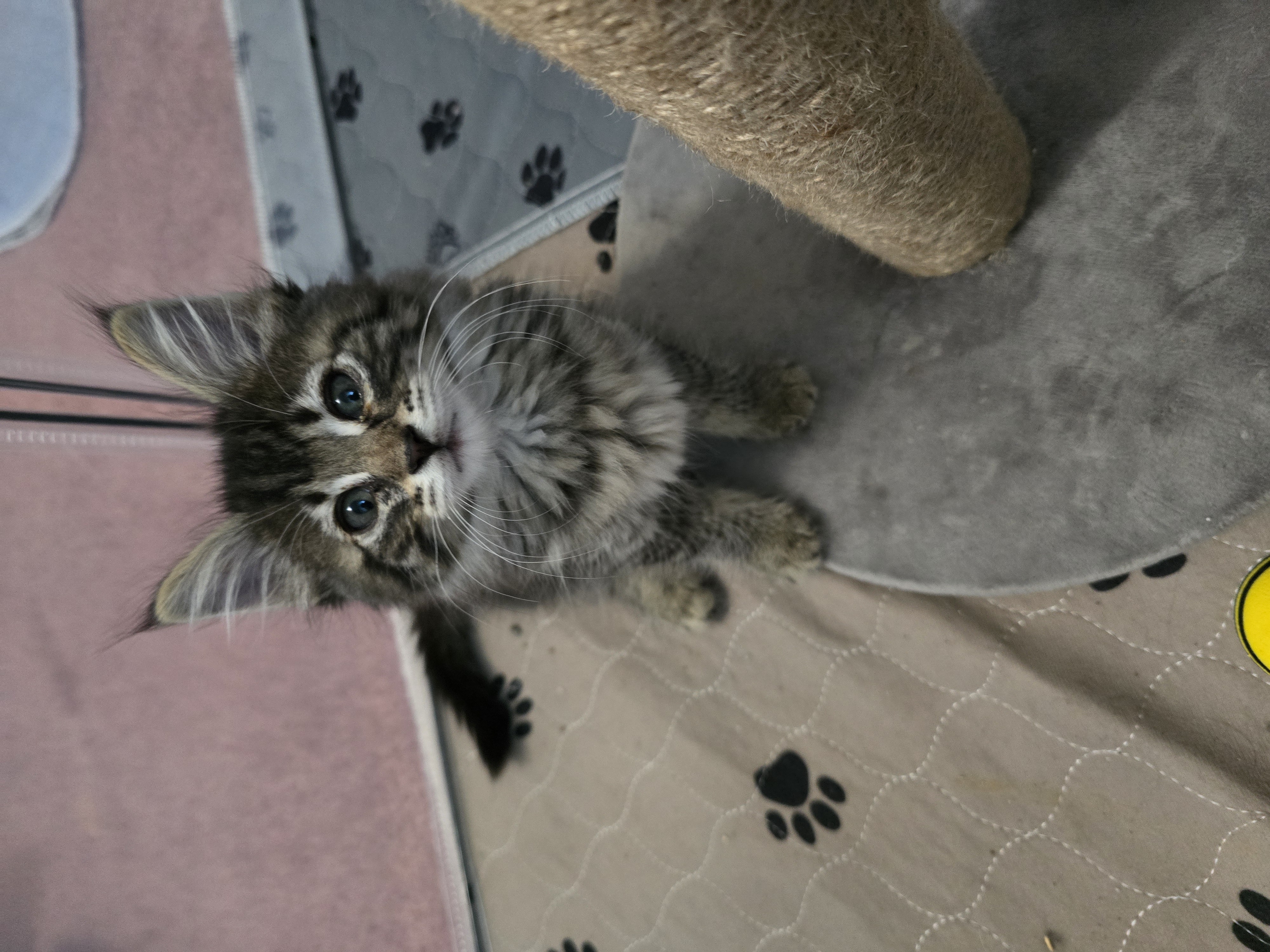 Enlarge Popcorn, a Adopted Domestic Medium Hair in Arlington, WA image 4/6