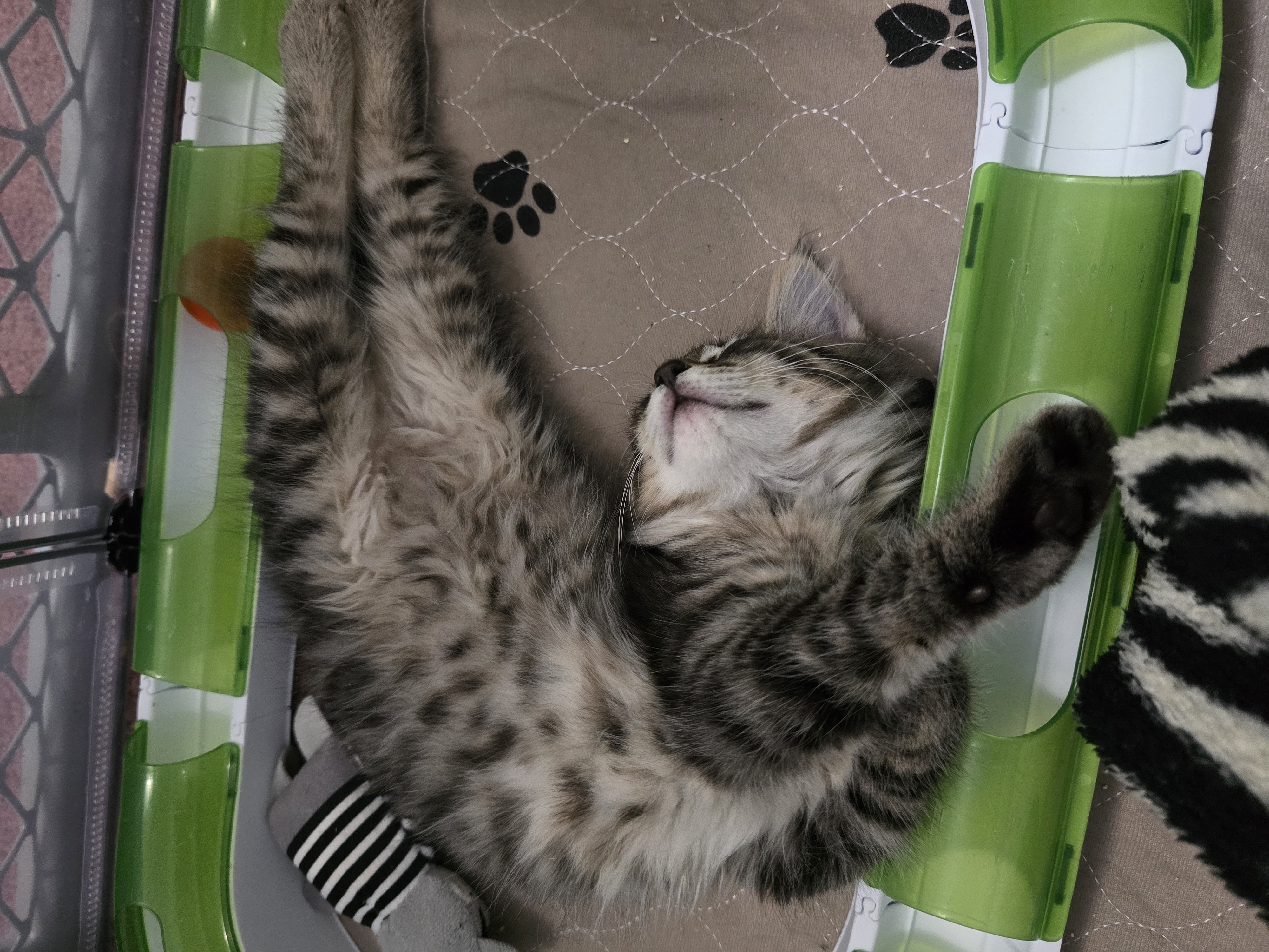 Enlarge Popcorn, a Adopted Domestic Medium Hair in Arlington, WA image 5/6