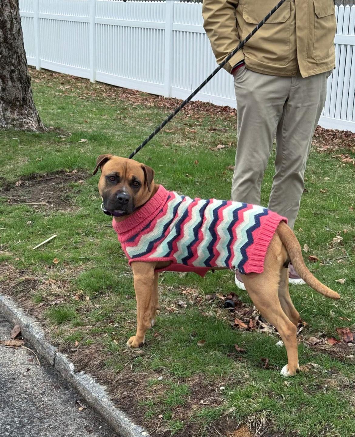 Adele, adoptable, Young Female Boxer.