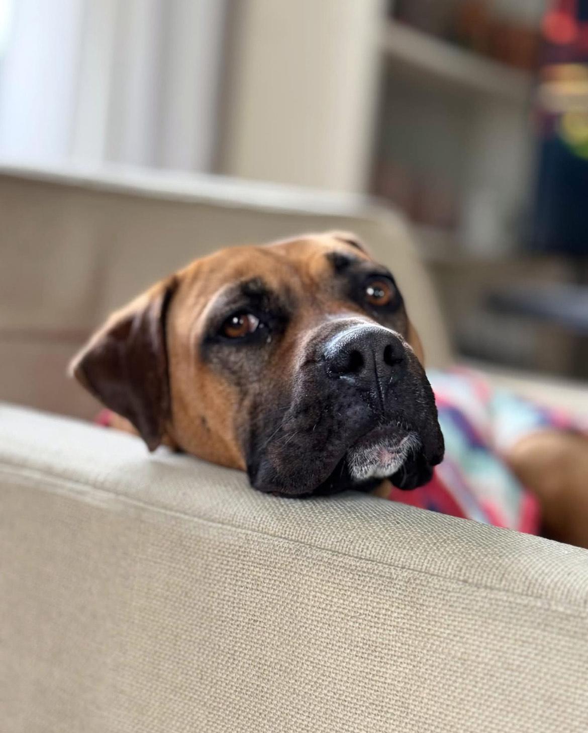 Adele, Adoptable, Young Female Boxer.