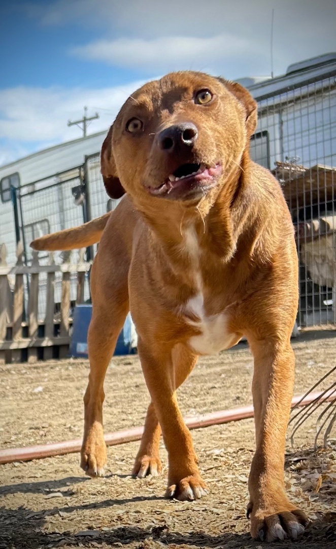Enlarge Carlos, a Adoptable mixed breed in Bakersfield, CA image 1/6