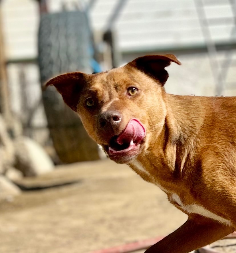 Enlarge Carlos, a Adoptable mixed breed in Bakersfield, CA image 2/6