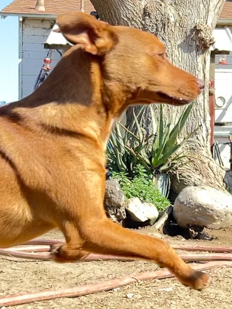 Enlarge Carlos, a Adoptable mixed breed in Bakersfield, CA image 3/6