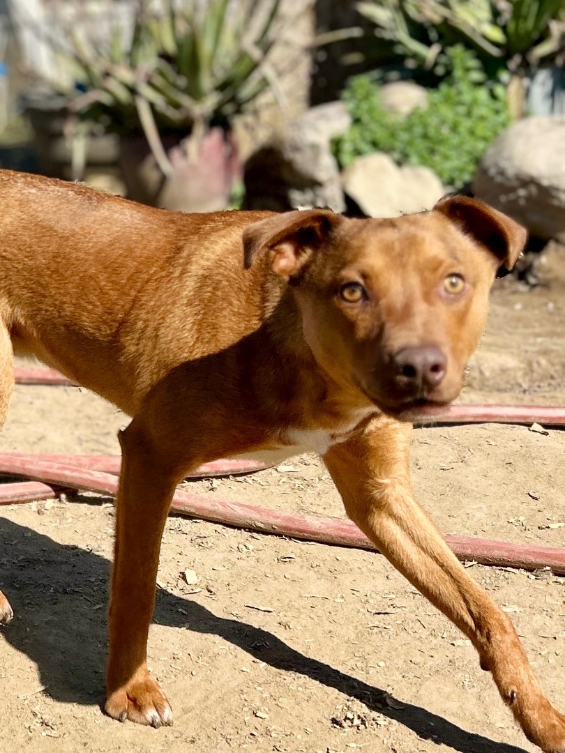 Enlarge Carlos, a Adoptable mixed breed in Bakersfield, CA image 4/6