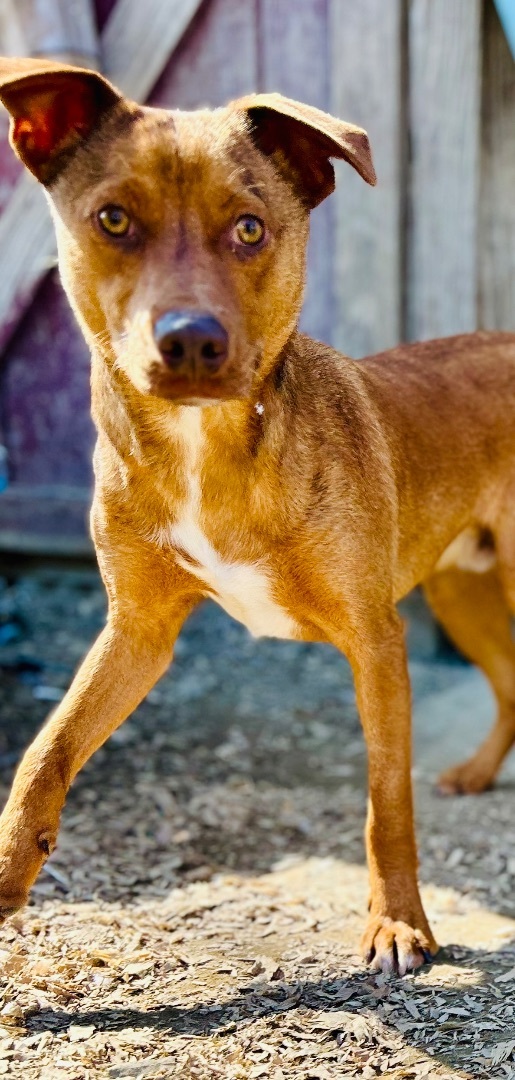Enlarge Carlos, a Adoptable mixed breed in Bakersfield, CA image 5/6