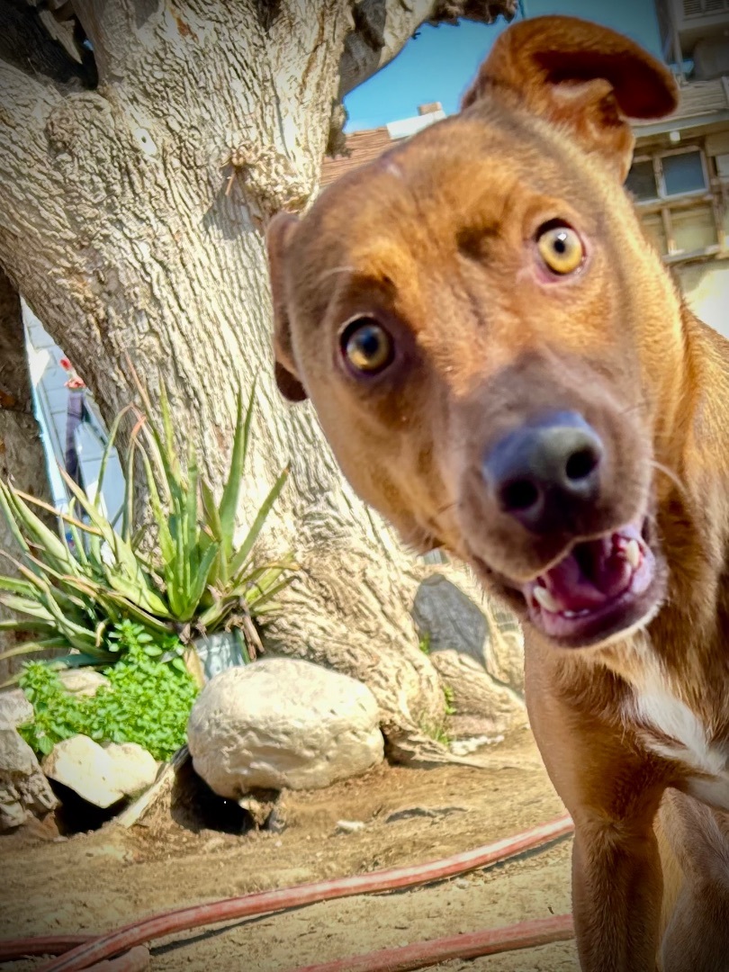 Enlarge Carlos, a Adoptable mixed breed in Bakersfield, CA image 6/6