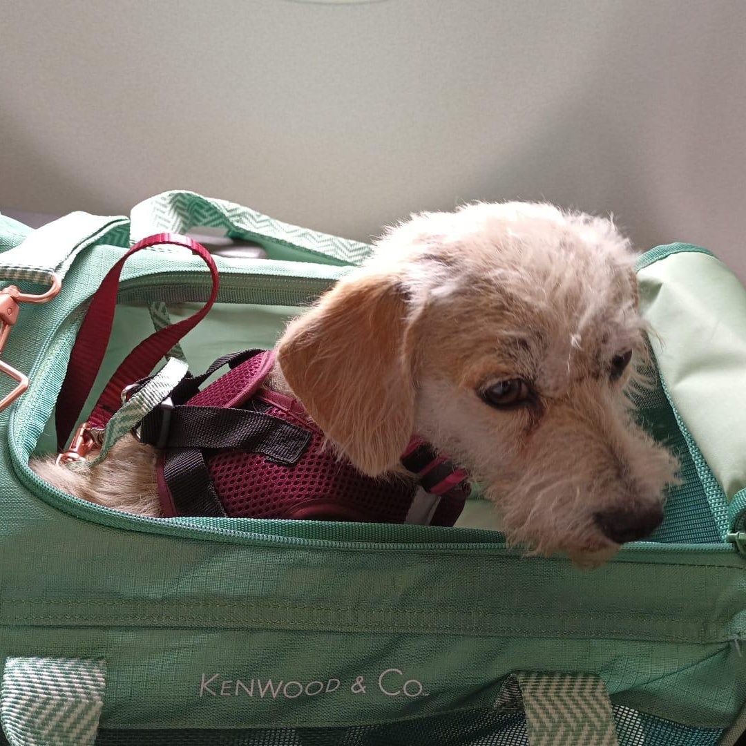 EMMA, a Adoptable mixed breed in Auburn, WA image 3/5