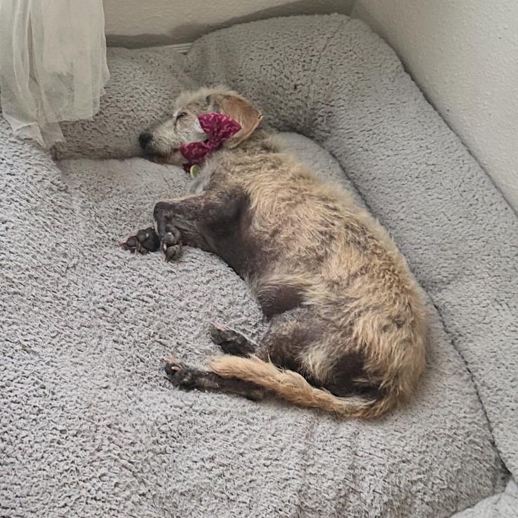 EMMA, a Adoptable mixed breed in Auburn, WA image 4/5