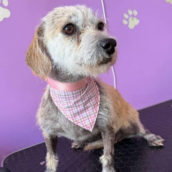 EMMA, Adoptable, Adult Female Cairn Terrier.