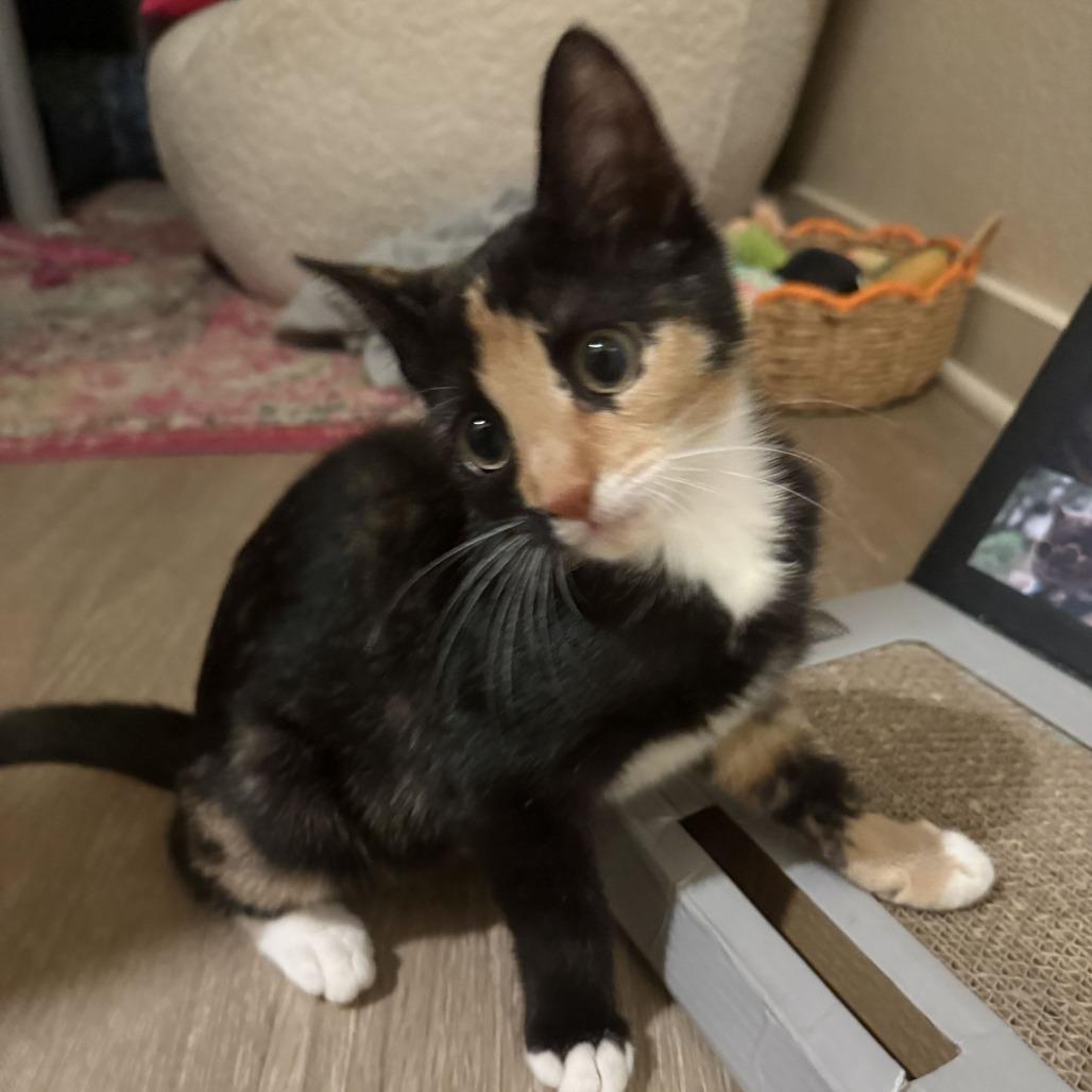 Enlarge Mimieux, a Adoptable Domestic Short Hair in Tallahassee, FL image 1/2