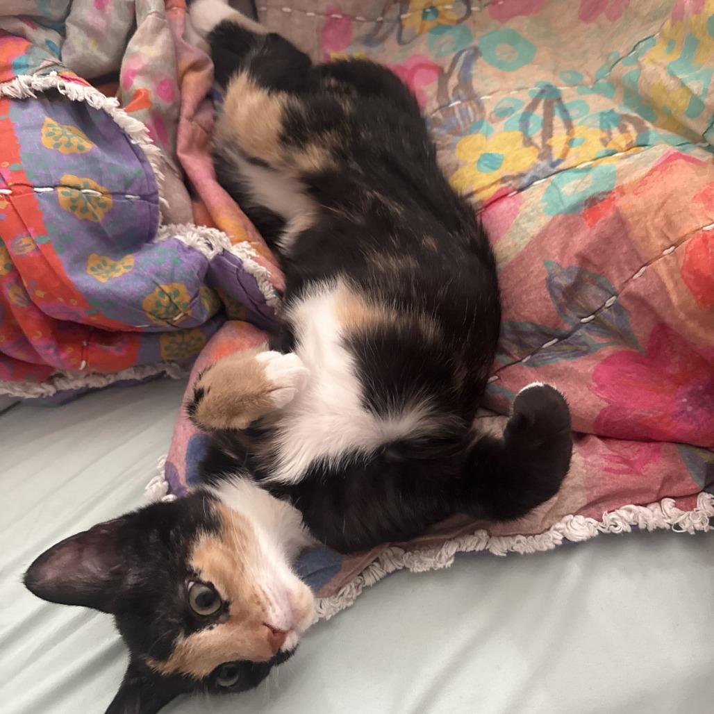 Enlarge Mimieux, a Adoptable Domestic Short Hair in Tallahassee, FL image 2/2