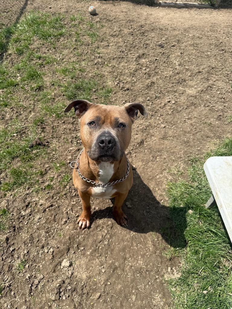 Enlarge Roscoe, a Adoptable Pit Bull Terrier in Marion, OH image 1/6