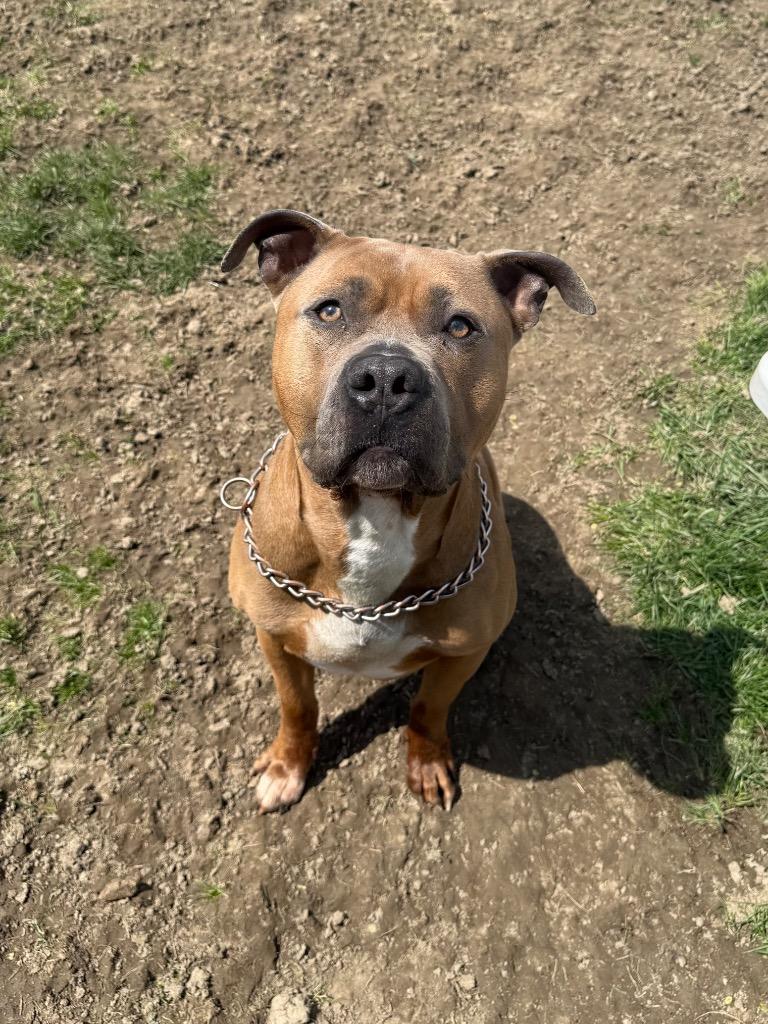 Enlarge Roscoe, a Adoptable Pit Bull Terrier in Marion, OH image 3/6