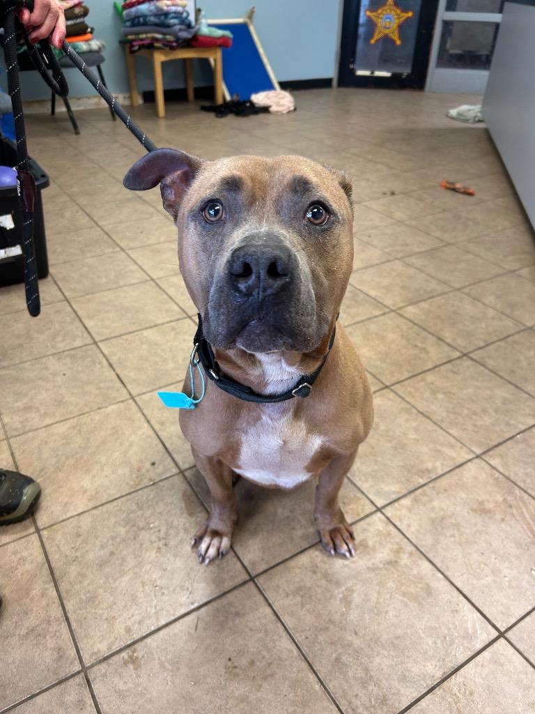 Enlarge Roscoe, a Adoptable Pit Bull Terrier in Marion, OH image 4/6